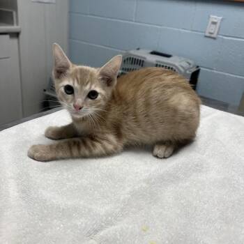 Monster Mutt -  Domestic Short Hair Cat for Adoption in Riverside, California - Monster Mutt | PetCurious