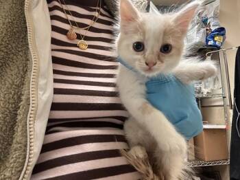 Domestic Short Hair Cats Available for Adoption in Riverside, California - A1919712 | PetCurious