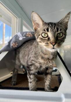 Rescue Domestic Short Hair Cats for Adoption in Moundsville, West Virginia - Sharon | PetCurious