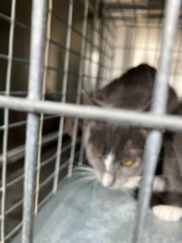 Domestic Medium Hair Cats Available for Adoption - GRISELDA | PetCurious