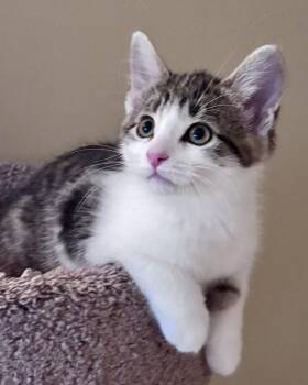 Benny -  Tabby Cat Available for Adoption in Lake Orion, Michigan - Benny | PetCurious