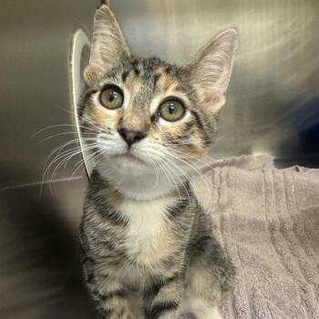 Yakido -  Domestic Short Hair Cat for Adoption in Walnut Creek, California - Yakido | PetCurious