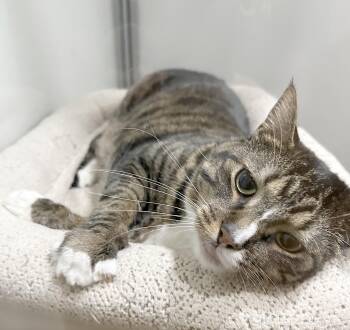 Estella -  Tabby Cat for Adoption in Parkville, Missouri - Estella | PetCurious