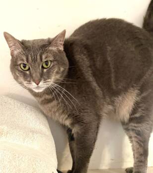 Tabby and Domestic Short Hair Cats Available for Adoption - Jumper | PetCurious