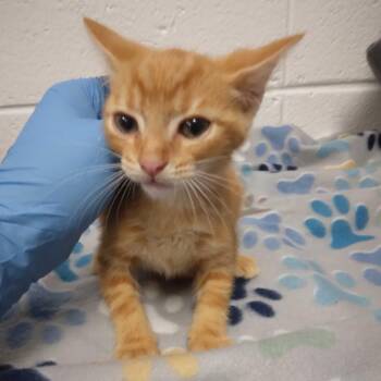 Clank -  Domestic Short Hair Cat for Adoption in Spruce Pine, North Carolina - Clank | PetCurious