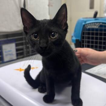 Wolfy 29783 -  Domestic Short Hair Cat for Adoption in Middleburg, Florida - Wolfy 29783 | PetCurious