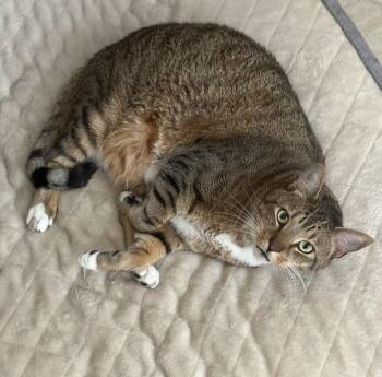 Domestic Short Hair Cats Available for Adoption - Henry | PetCurious