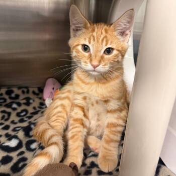Tanager -  Domestic Short Hair Cat for Adoption in Keizer, Oregon - Tanager | PetCurious