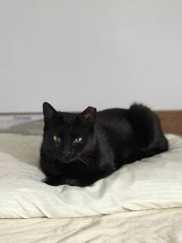 Domestic Short Hair Cats Available for Adoption - Marta | PetCurious
