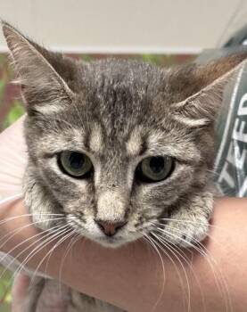Domestic Short Hair Cats Available for Adoption in San Antonio, Texas - Pita | PetCurious