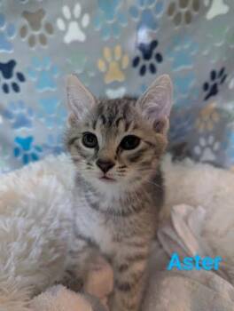 Rescue Domestic Short Hair Cats for Adoption in Atglen, Pennsylvania - Aster | PetCurious