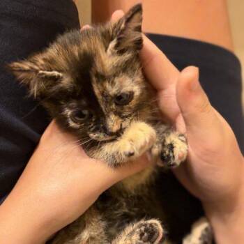 Skye -  Domestic Short Hair Cat for Adoption in Knoxville, Tennessee - Skye | PetCurious