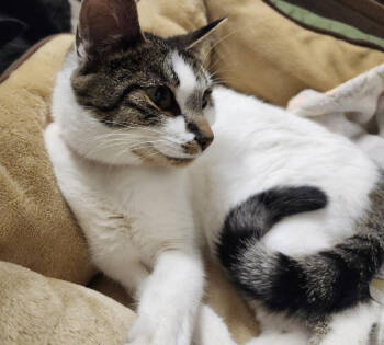 Rescue Domestic Short Hair Cats for Adoption in Rice Lake, Wisconsin - Kendra | PetCurious