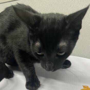 Domestic Short Hair Cats Available for Adoption in Tampa, Florida - Boaz | PetCurious