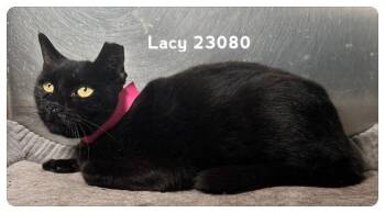 LACY (see also GRACE) -  Domestic Short Hair Cat for Adoption in Marietta, Georgia - LACY (see Also GRACE) | PetCurious
