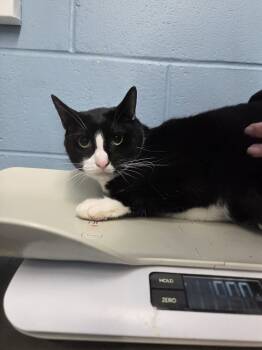 Rescue Domestic Short Hair Cats for Adoption in Evansville, Indiana - Tyr | PetCurious