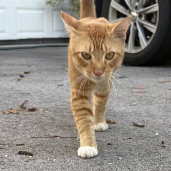Henry -  Domestic Short Hair Cat for Adoption in Boca Raton, Florida - Henry | PetCurious