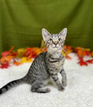 Rescue Domestic Short Hair Cats for Adoption in Upper Sandusky, Ohio - Lil | PetCurious