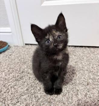 Domestic Short Hair Cats Available for Adoption in Fort Worth, Texas - Ginny | PetCurious