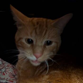 Mr Orange -  Domestic Short Hair Cat for Adoption in Fairport, New York - Mr Orange | PetCurious