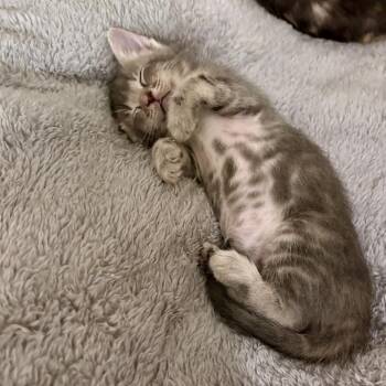 Horn Shark 19 -  Domestic Short Hair Cat for Adoption in Austin, Texas - Horn Shark 19 | PetCurious