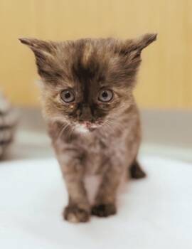 Alice -  Domestic Medium Hair Cat for Adoption in Hartsville, South Carolina - Alice | PetCurious
