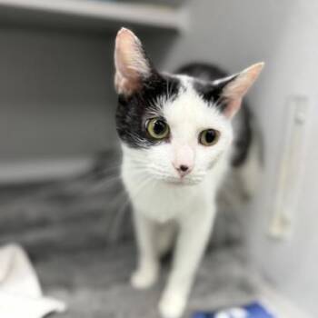 Cletis -  Domestic Short Hair Cat for Adoption in Atlanta, Georgia - Cletis | PetCurious