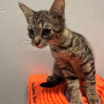 IVHS-Stray-140018 -  Domestic Short Hair Cat for Adoption in San Gabriel, California - IVHS-Stray-140018 | PetCurious