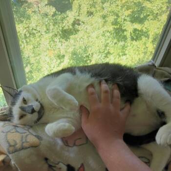 Domestic Short Hair Cats Available for Adoption in Fairport, New York - Ollie | PetCurious