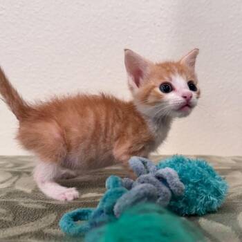 Flyguy -  Domestic Short Hair Cat for Adoption in San Antonio, Texas - Flyguy | PetCurious
