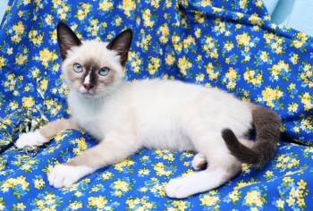Perla -  Siamese Cat for Adoption in Tierra Verde, Florida - Perla | PetCurious