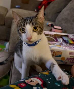 Domestic Short Hair Cats Available for Adoption in Augusta, Georgia - Tito | PetCurious