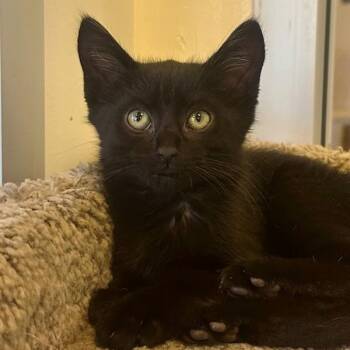 Domestic Short Hair Cats Available for Adoption in Walnut Creek, California - Yip Yap | PetCurious