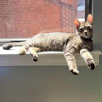 Ash -  Domestic Short Hair Cat for Adoption in Huntington, Massachusetts - Ash | PetCurious