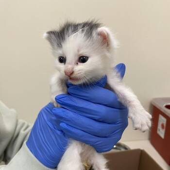 Gyro -  Domestic Short Hair Cat for Adoption in Lynchburg, Virginia - Gyro | PetCurious
