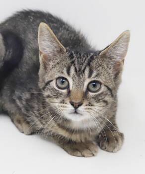 Chimichurri is a mini delight - so gorgeous and cuddly -  Tabby and Bengal Cat for Adoption in Bedford Hills, New York - Chimichurri Is A Mini Delight - So Gorgeous And Cuddly | PetCurious