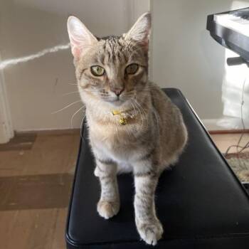 Lolli Pop Candy -  Torbie and Domestic Short Hair Cat for Adoption in Friendswood, Texas - Lolli Pop Candy | PetCurious