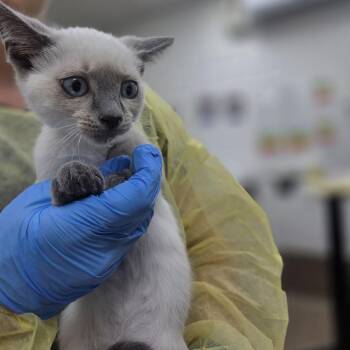 Keds -  Domestic Short Hair Cat for Adoption in Incline Village, Nevada - Keds | PetCurious