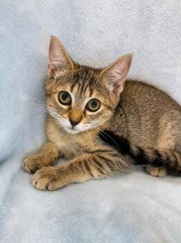 Mulan -  Domestic Short Hair and Tabby Cat for Adoption in Greensboro, North Carolina - Mulan | PetCurious
