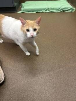 Sunny -  Domestic Short Hair Cat for Adoption in Wichita, Kansas - Sunny | PetCurious