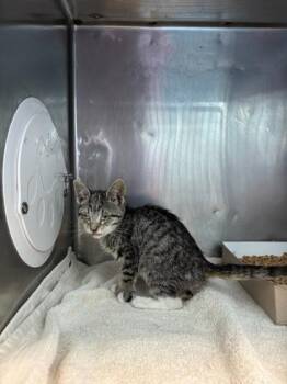 Domestic Short Hair Cats Available for Adoption - Velvet | PetCurious