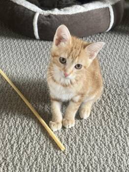 Domestic Short Hair Cats Available for Adoption - Peach | PetCurious