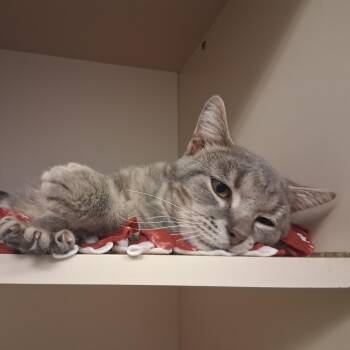 Percival -  Domestic Short Hair Cat for Adoption in Dayton, Ohio - Percival | PetCurious