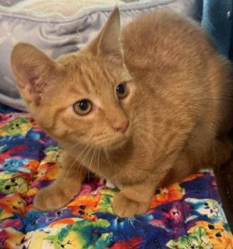 Zenith -  Domestic Short Hair Cat for Adoption in Midland, Virginia - Zenith | PetCurious