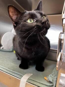Cauldron -  Domestic Short Hair Cat for Adoption in Logan, Utah - Cauldron | PetCurious
