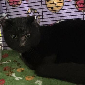 Rescue Domestic Short Hair Cats for Adoption in Tillsonburg, Ontario - STORM | PetCurious
