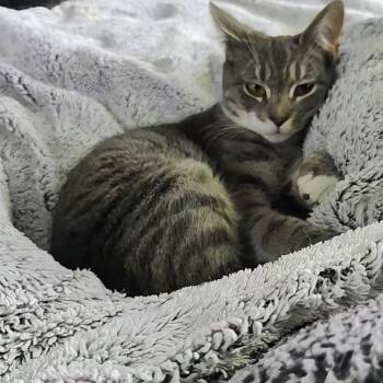 JAY ( needs to be adopted with his sister Dove) -  Domestic Short Hair Cat Available for Adoption in East Greenwich, Rhode Island - JAY ( Needs To Be Adopted With His Sister Dove) | PetCurious