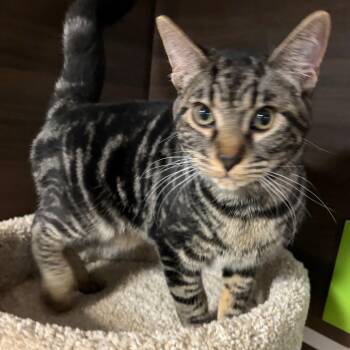Marinara -  Domestic Short Hair Cat for Adoption in Buffalo, New York - Marinara | PetCurious