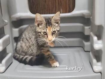 Karley -  Domestic Short Hair Cat for Adoption in Temple, Pennsylvania - Karley | PetCurious