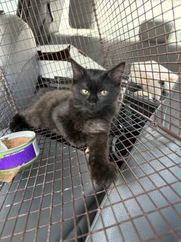 Bindi -  Domestic Medium Hair Cat for Adoption in New Braunfels, Texas - Bindi | PetCurious